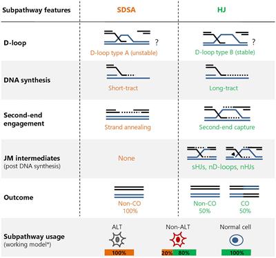 Homologous Recombination Subpathways: A Tangle to Resolve